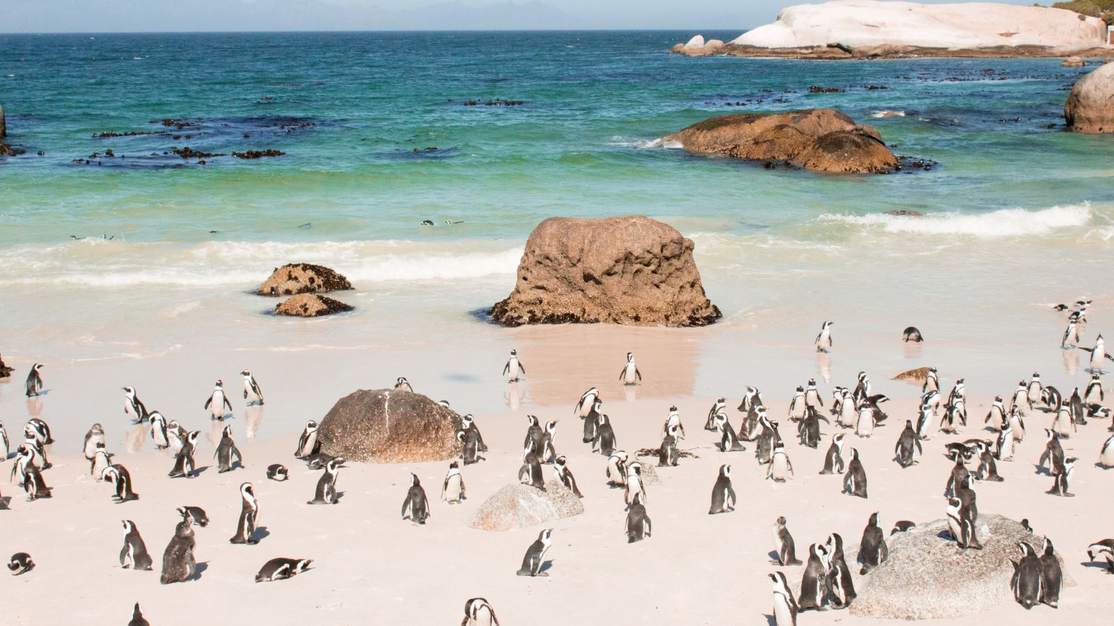 service_mcshea travel_travel agent Penguins on the beach in South Africa