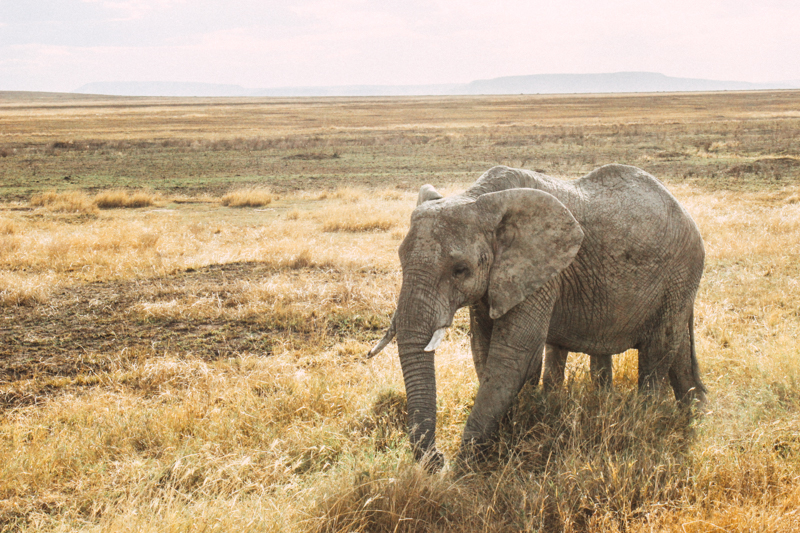 TanzaniaElephant