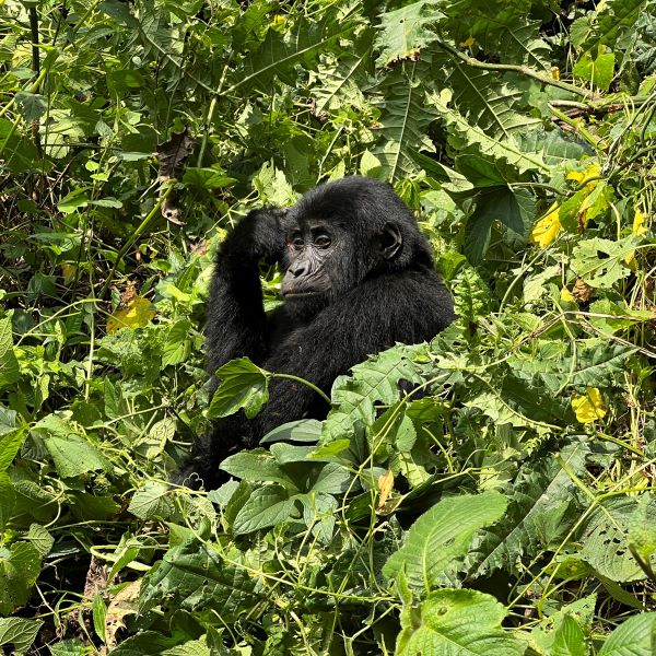 Closeup of Gorilla in the jungle
