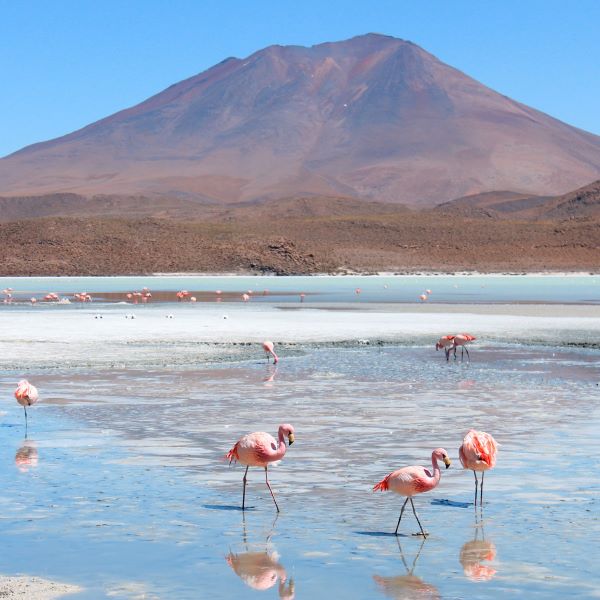 Flamingos in front of a mountain in Bolivia
