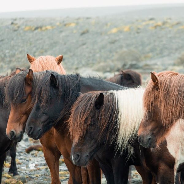 Horses with long manes in Iceland