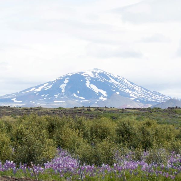 Snowy mountain in Iceland with green grass and purple flowers in front