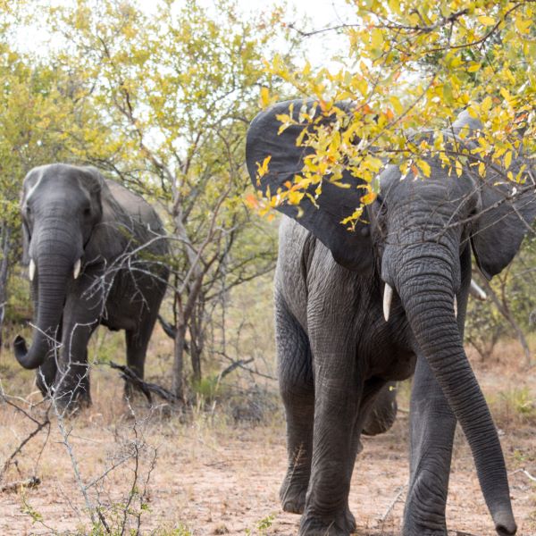 Two elephants in a game reserve in South Africa